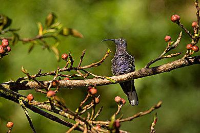 《赛博朋克2077》可能还会有2.4版本更新 加入赌场功能